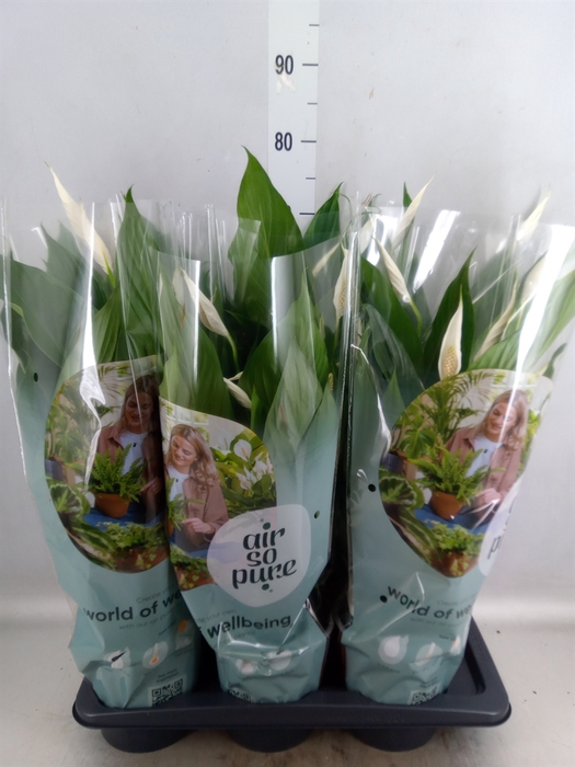 <h4>Spathiphyllum  'Bingo Cupido'</h4>