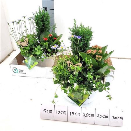 <h4>Arr Tuinplanten</h4>