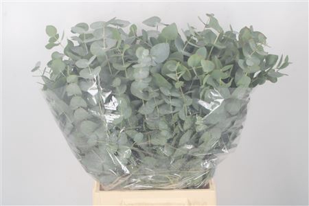 <h4>Euc Cinerea Per Bunch 150 Gram</h4>