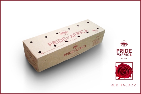 R GR RED TACAZZI+ Boxes (S)