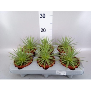 Agave stricta 'Nana'