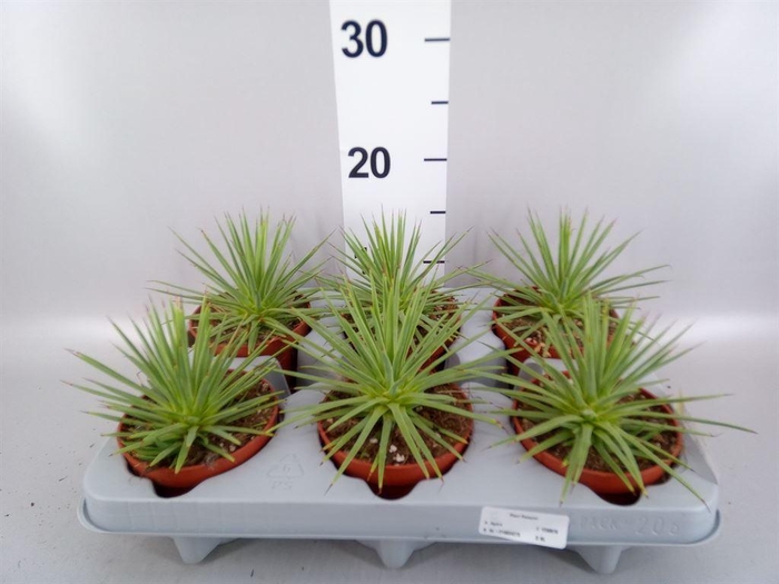 <h4>Agave stricta 'Nana'</h4>
