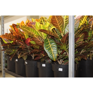 CROTON HIBRIDO PETRA P24