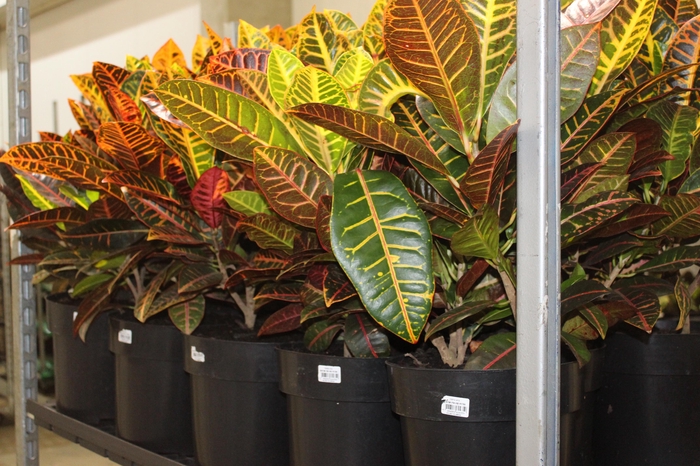 <h4>CROTON HIBRIDO PETRA P24</h4>