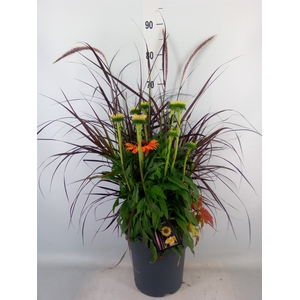 Vaste pltn   ...mix 3  [Perennials]