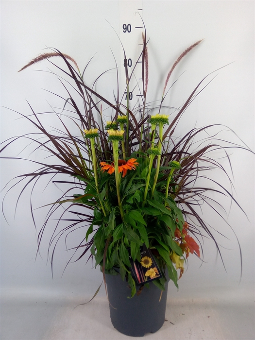 <h4>Vaste pltn   ...mix 3  [Perennials]</h4>