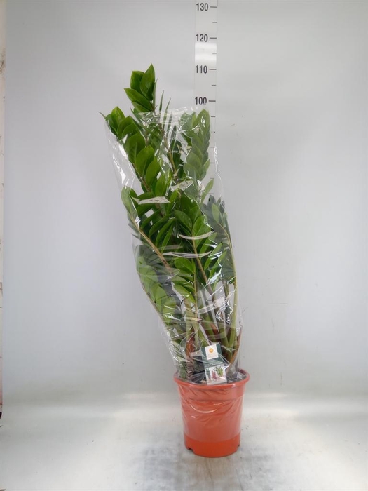 Zamioculcas zamiifolia