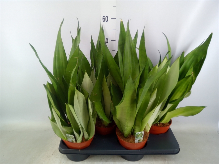 <h4>Sansevieria trifa. 'Moonshine'</h4>