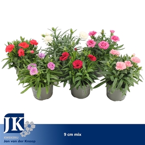 Dianthus Mix kar P 9