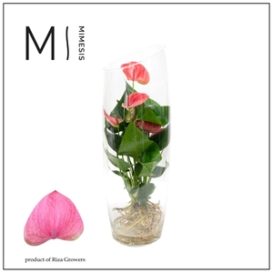 Mimesis Anthurium KARMA Pink - Aqua di Karma Sky 50cm