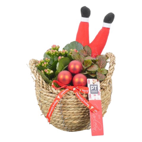 BMXM3422 ARRANGEMENT KERST BY MARLE