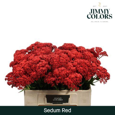 <h4>Sedum L55 Red</h4>