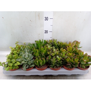 Crassula   ...mix