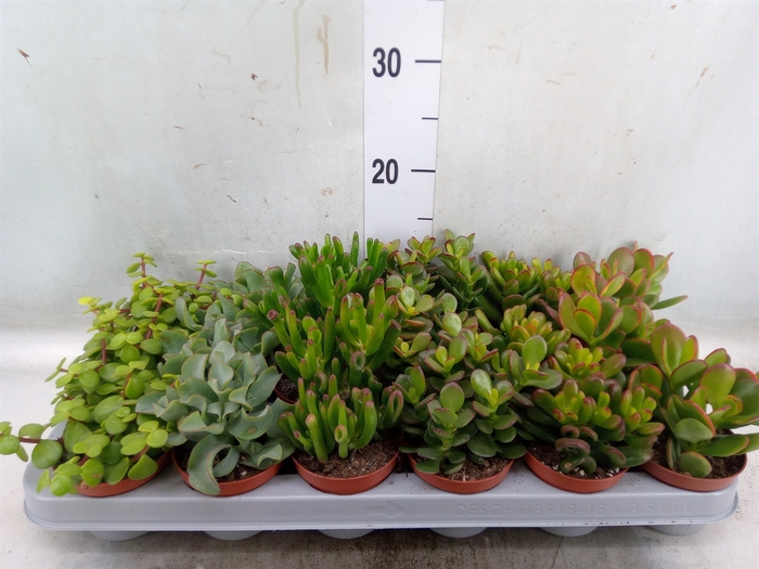 <h4>Crassula   ...mix</h4>