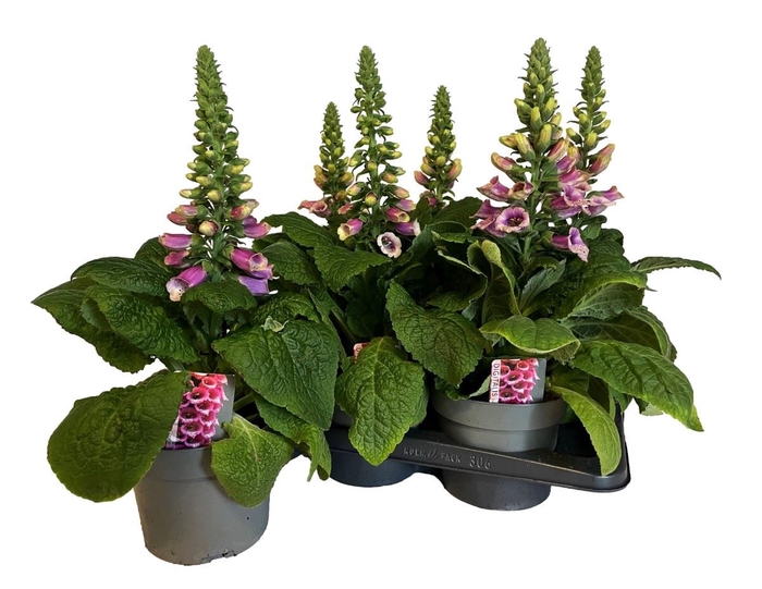 DIGITALIS OVERIG DIGI OV