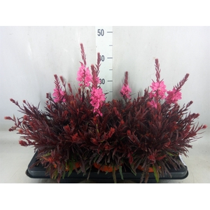 Gaura lindheimeri 'Geyser Pink'