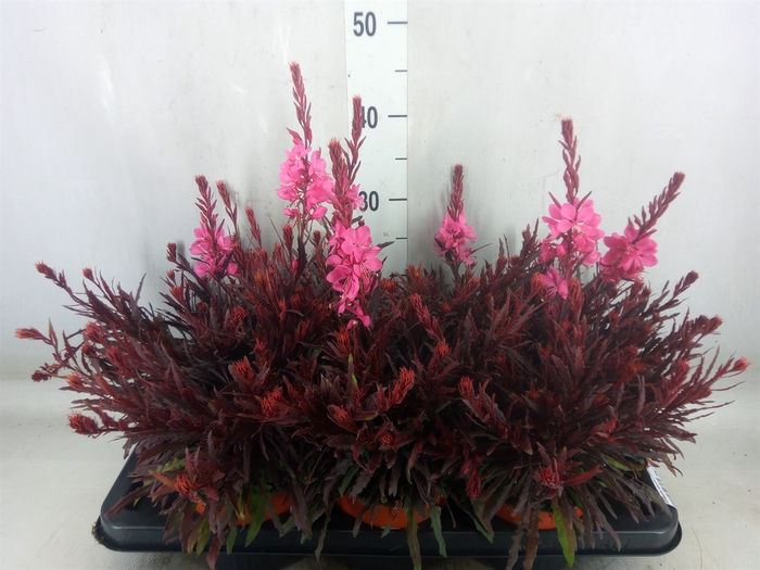 <h4>Gaura lindheimeri 'Geyser Pink'</h4>