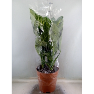 Dieffenbachia seg. 'Tropic Snow'
