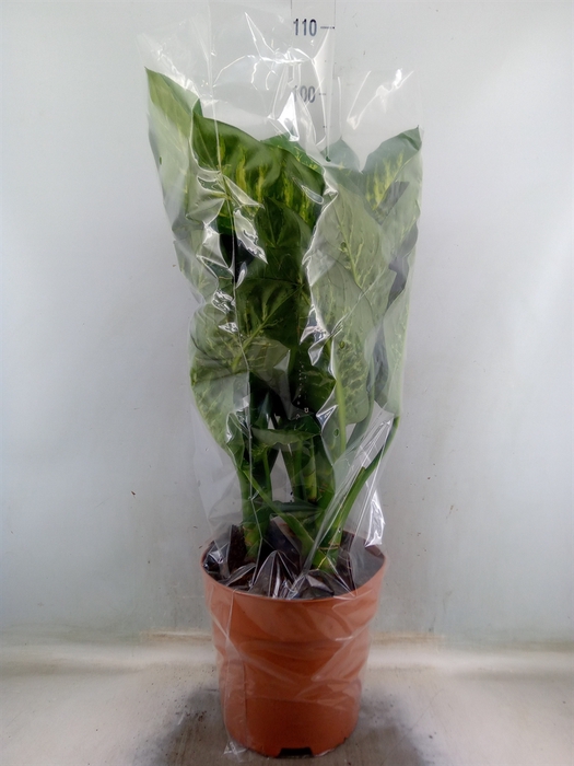 Dieffenbachia seg. 'Tropic Snow'