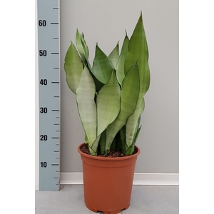 Sansevieria trifa. 'Moonshine'