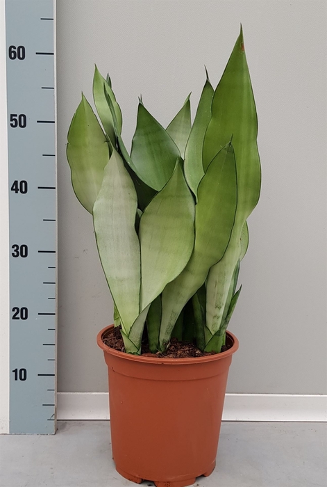 Sansevieria trifa. 'Moonshine'