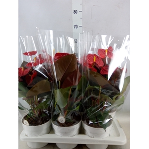 Anthurium andr. 'Coral Champion'