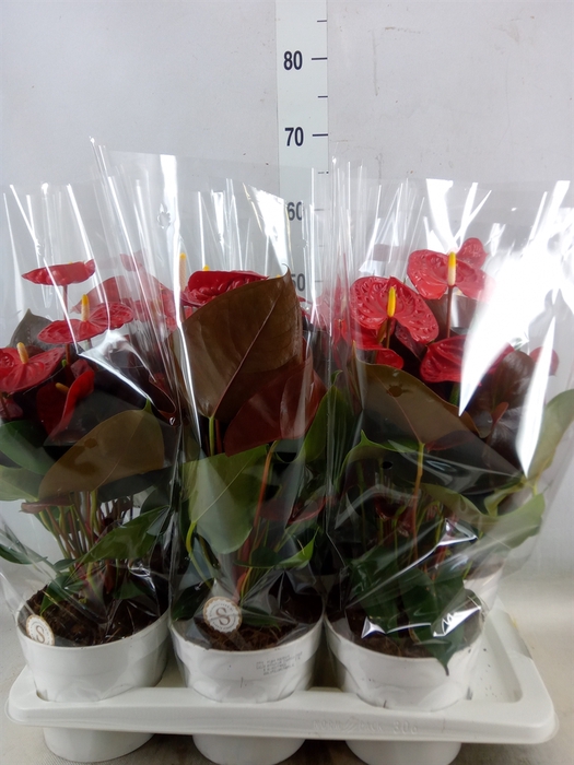 <h4>Anthurium andr. 'Coral Champion'</h4>