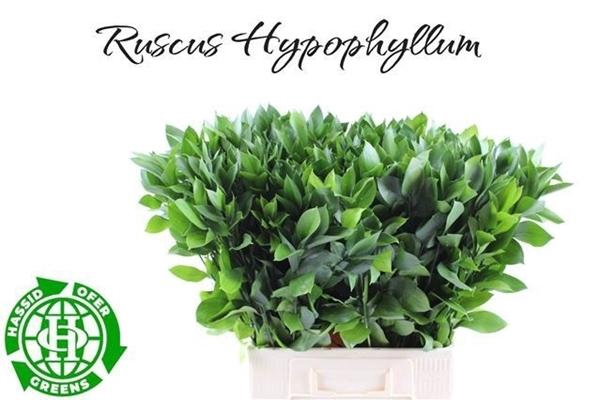 <h4>RUSCUS HYPOPHYLLUM</h4>