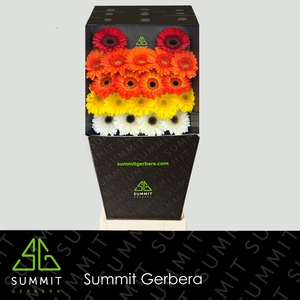 Germini Mix Sun Kissed Diamond
