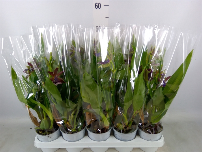 <h4>Zygopetalum  'Louisendorf'</h4>