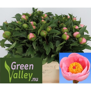 PAEO S SALMON SAUCER