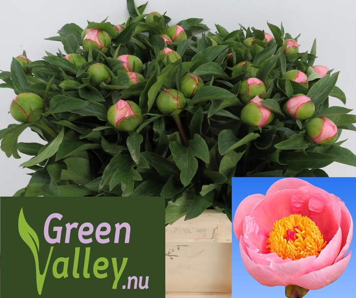 <h4>PAEO S SALMON SAUCER</h4>