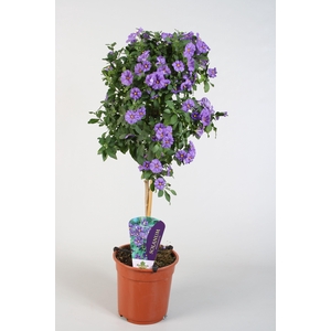 Solanum Rantonetti op stam