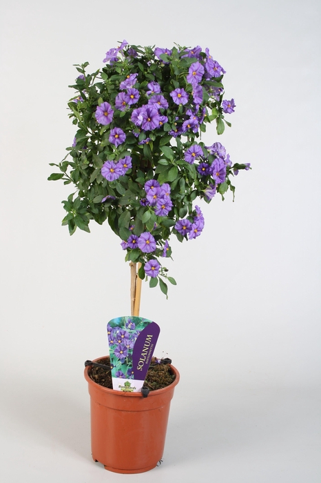 <h4>Solanum Rantonetti op stam</h4>