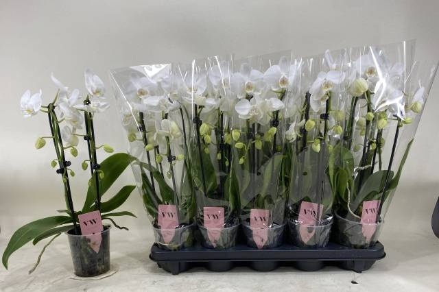 <h4>PHAL EL CASCADE</h4>