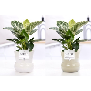 Philodendron White Wave in P&PURE Plant Vase Maxima ass.2