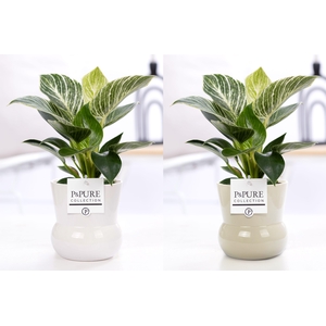 Philodendron White Wave in P&PURE Plant Vase Maxima ass.2