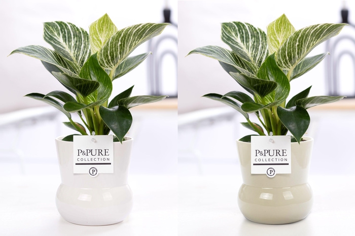 <h4>Philodendron White Wave in P&PURE Plant Vase Maxima ass.2</h4>