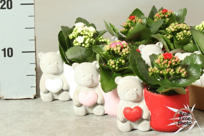 <h4>ARR KAMERPL</h4>