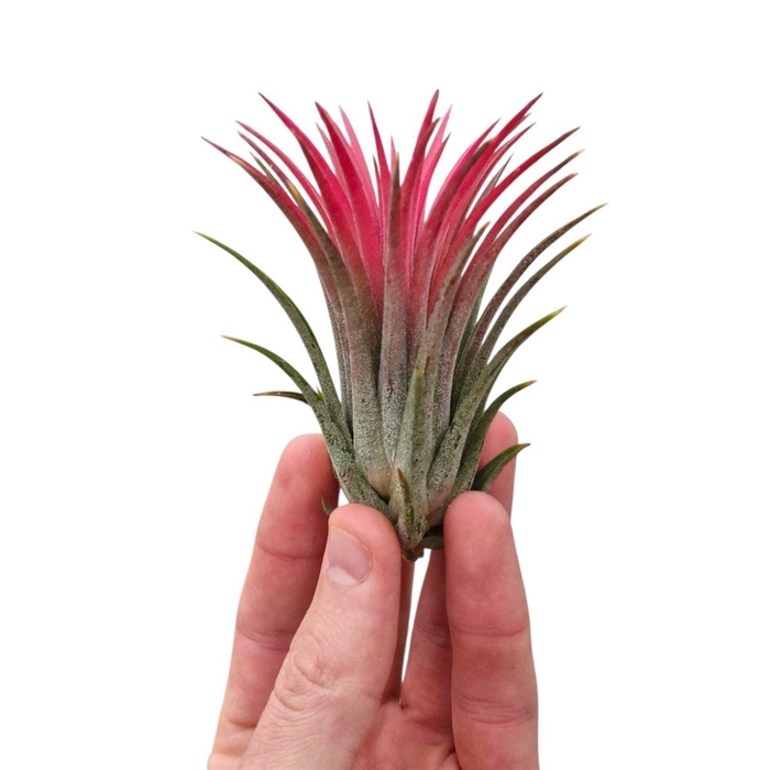<h4>Tillandsia Ionantha Rood X20</h4>