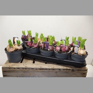 Hyacin Pear Gem 3 Kl