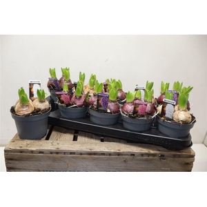 Hyacin Pear Gem 3 Kl