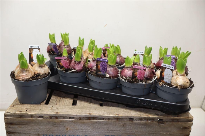 <h4>Hyacin Pear Gem 3 Kl</h4>