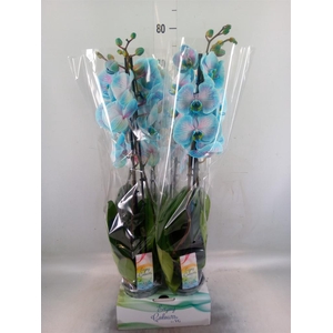 Phalaenopsis   ...