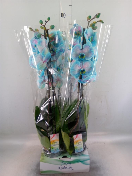 <h4>Phalaenopsis   ...</h4>