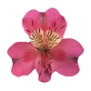 ALSTROEMERIA TOURMALINE 070 CM ROSA