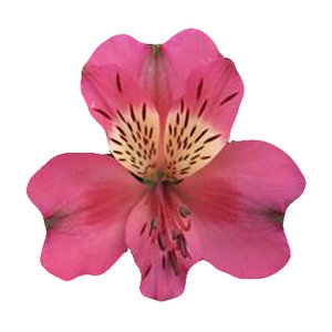 ALSTROEMERIA TOURMALINE 070 CM ROSA