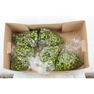 MELIA AZEDARACH BAG 500GR