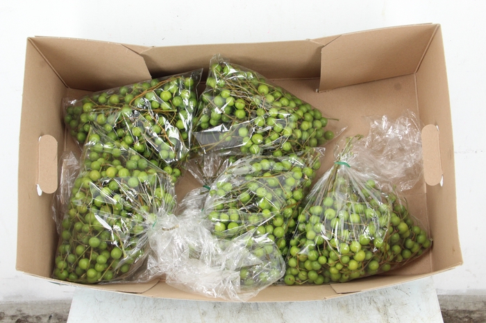 MELIA AZEDARACH BAG 500GR