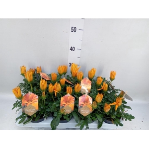 Gazania splen. 'Giant Deep Orange'